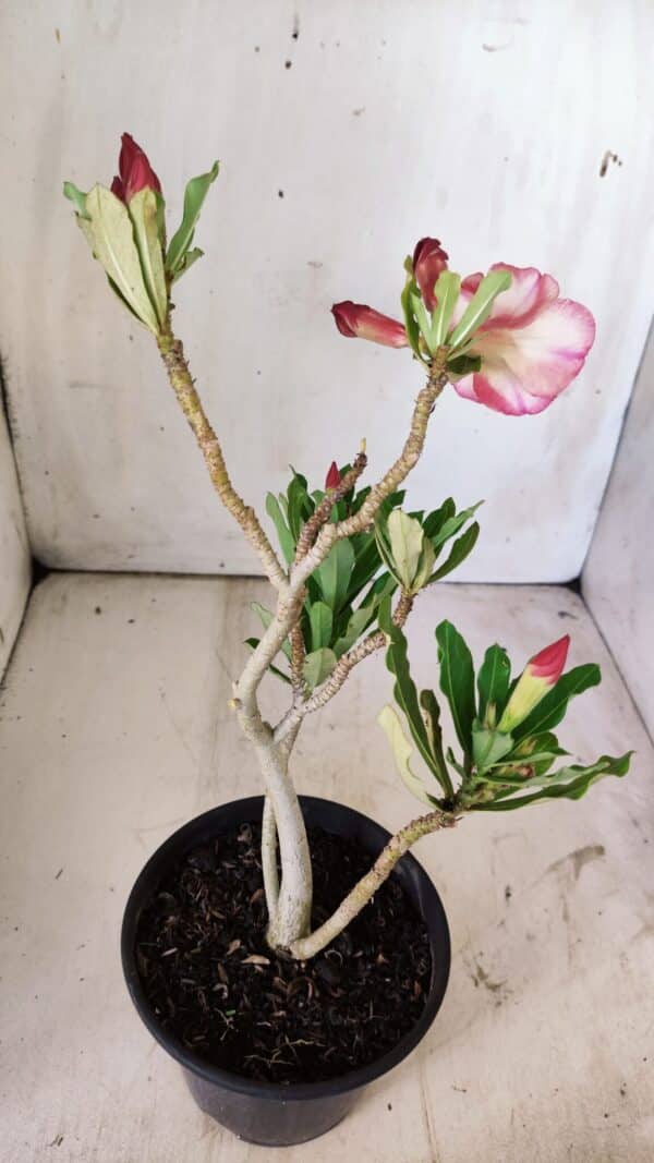 Planta Simples 2741 – 30cm – 02 anos - Imagem 5