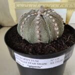 ASTROPHYTUM ASTERIAS STAR SHAPE Nº 128 – vaso 17