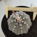 ASTROPHYTUM ASTERIAS STAR SHAPE Nº 129 – vaso 17