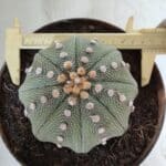 ASTROPHYTUM ASTERIAS STAR SHAPE Nº 363 – vaso 17