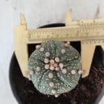 ASTROPHYTUM ASTERIAS  Nº 711 – vaso 11