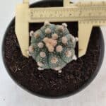 ASTROPHYTUM ASTERIAS  Nº 713 – vaso 11