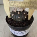 ASTROPHYTUM ASTERIAS “Purple”  Nº 818 – vaso 09