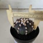 ASTROPHYTUM ASTERIAS “Purple”  Nº 820 – vaso 09