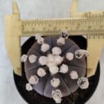 ASTROPHYTUM ASTERIAS “Purple”  Nº 822 – vaso 09