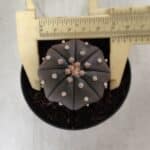 ASTROPHYTUM ASTERIAS “Purple”  Nº 825 – vaso 09