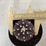 ASTROPHYTUM ASTERIAS “Purple”  Nº 826 – vaso 09