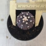 ASTROPHYTUM ASTERIAS “Purple”  Nº 827 – vaso 09