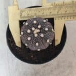 ASTROPHYTUM ASTERIAS “Purple”  Nº 829 – vaso 09