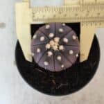 ASTROPHYTUM ASTERIAS “Purple”  Nº 830 – vaso 09