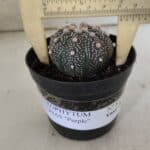 ASTROPHYTUM ASTERIAS “Purple”  Nº 835 – vaso 09