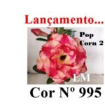 ENXERTO COR LM 995 (Id: POP CORN 2)