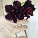 Planta Dobrada 2972 – 30cm – 02 anos