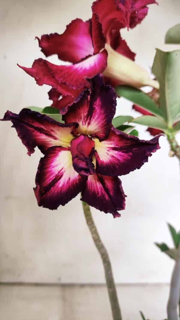 Planta Dobrada 2998 – 30cm – 02 anos - Imagem 1