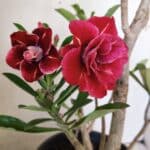 Planta Dobrada 3026 – 50cm – 04 anos