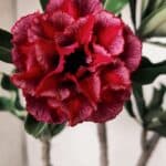 Planta Dobrada 3073 – 30cm – 02 anos