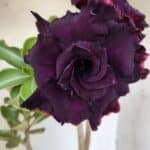 ENXERTO 11870 – 30cm (cor LM 630)