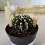 GYMNOCALYCIUM Friedrichii LB 2178 - Nº 24 – vaso 09