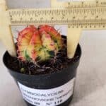 GYMNOCALYCIUM Mihanovichii Variegata Nº 110 – vaso 09