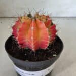 GYMNOCALYCIUM Mihanovichii Variegata Nº 71 – vaso 11