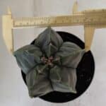 MATRIZ ASTROPHYTUM cv KIKKO  Nº 811 – vaso 15