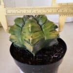 ASTROPHYTUM cv KIKKO "Variegata"  Nº 911 – vaso 15