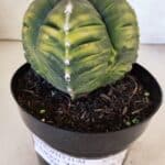 ASTROPHYTUM cv KIKKO "Variegata - 4 Quinas"  Nº 914 – vaso 15