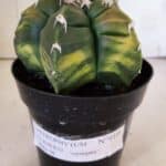 ASTROPHYTUM cv KIKKO "Variegata"  Nº 910 – vaso 15