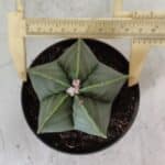 ASTROPHYTUM MYRIOSTIGMA Nº 704 "Nudum" – vaso 11