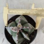 ASTROPHYTUM MYRIOSTIGMA Nº 706 – vaso 11