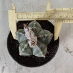 ASTROPHYTUM MYRIOSTIGMA Nº 708 – vaso 11