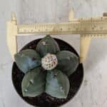 ASTROPHYTUM MYRIOSTIGMA Nº 709 "Nudum" – vaso 11