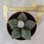 ASTROPHYTUM MYRIOSTIGMA "NUDUM" Nº 715 – vaso 11