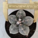 ASTROPHYTUM MYRIOSTIGMA  Nº 716 – vaso 11