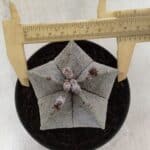 ASTROPHYTUM MYRIOSTIGMA  Nº 717 – vaso 11