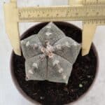 ASTROPHYTUM MYRIOSTIGMA  Nº 718 – vaso 11