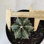 ASTROPHYTUM MYRIOSTIGMA cv FUKURYU Nudum  Nº 576 – vaso 15