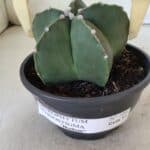ASTROPHYTUM MYRIOSTIGMA "NUDUM" Nº 720 – cuia 11