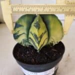 ASTROPHYTUM MYRIOSTIGMA "Variegata" Nº 721 – vaso 11