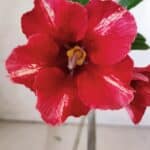 Planta Simples 2757 – 30cm – 02 anos