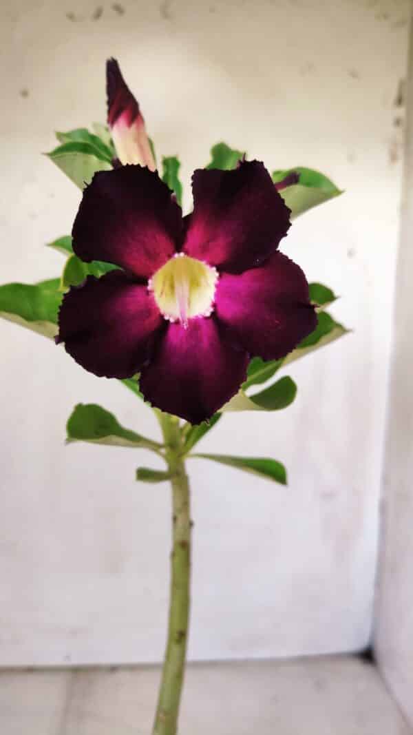 Planta Simples 2762 – 30cm – 02 anos - Imagem 1