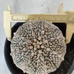ASTROPHYTUM ASTERIAS SUPER KABUTO Nº 402 – vaso 15