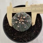 ASTROPHYTUM ASTERIAS  Nº 714 – vaso 11