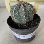 ASTROPHYTUM ASTERIAS  Nº 720 – vaso 11