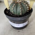 ASTROPHYTUM ASTERIAS  Nº 721 – vaso 11