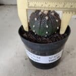ASTROPHYTUM ASTERIAS “Purple”  Nº 837 – vaso 09