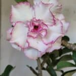 Planta Dobrada 3108 – 45cm – 04 anos