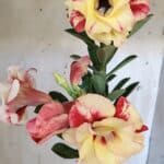 Planta Dobrada 3109 – 35cm – 03 anos