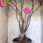 Planta Dobrada 3113 – 70cm – 06 anos