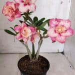 Planta Dobrada 3153 – 35cm – 03 anos